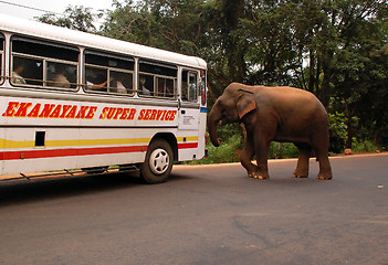 Image showing Wild Elephants Attacks Passenger Coach