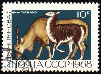Image showing Antelope on post stamp