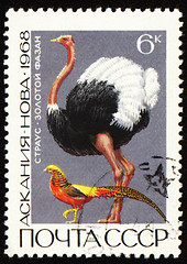 Image showing Ostrich and golden pheasant on post stamp