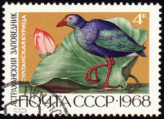 Image showing Sultan hen on post stamp