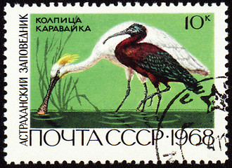 Image showing Spoonbill and ibis on post stamp