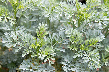 Image showing Rue Herb Plant
