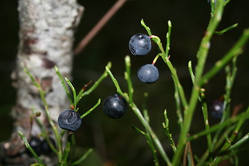 Image showing Blueberry