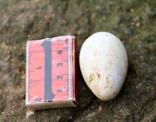 Image showing Egg of Parakeet Auklet