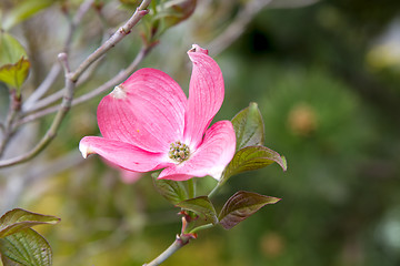 Image showing Pink Dogwood Tree