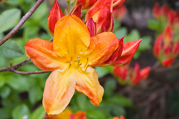 Image showing Azalea Mollis Flower