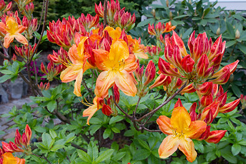 Image showing Azalea Mollis Plant