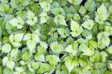 Image showing Astilbe Leaves Background