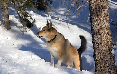 Image showing Red  hunting dog  in winter