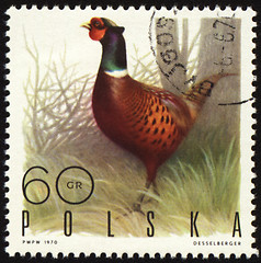 Image showing Ringnecked Pheasant on post stamp