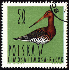 Image showing Black-tailed Godwit on post stamp