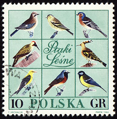 Image showing Forest birds on post stamp