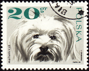 Image showing Maltese dog on post stamp