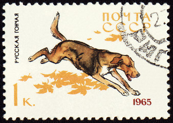 Image showing Russian Hound on post stamp