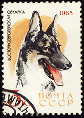 Image showing Alsatian dog on post stamp