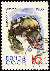 Image showing Caucasian Shepherd on post stamp
