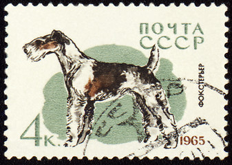 Image showing Fox terrier on post stamp