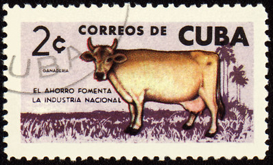 Image showing Cow on post stamp