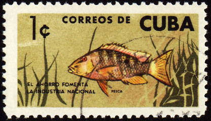 Image showing Fish on post stamp