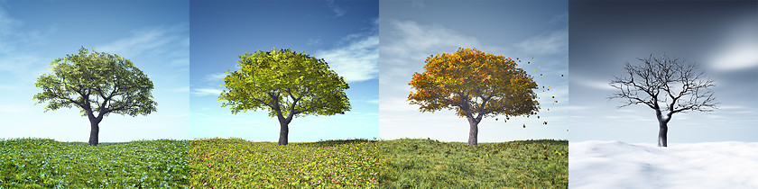Image showing four seasons tree