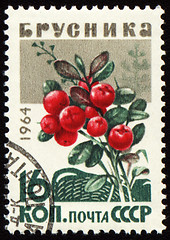 Image showing Branch of cowberry on post stamp