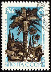 Image showing Palm trees in botanical gardens on post stamp