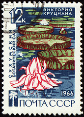 Image showing Waterlily in botanical garden on post stamp