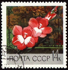 Image showing Red gladiolus on post stamp