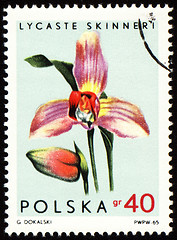 Image showing Orchid Lycaste Skinneri on post stamp
