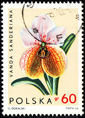 Image showing Orchid Vanda Sanderiana on post stamp