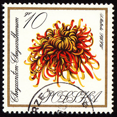 Image showing Chrysanthemum on post stamp