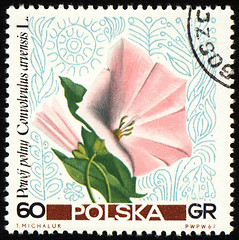 Image showing Convolvulus on post stamp