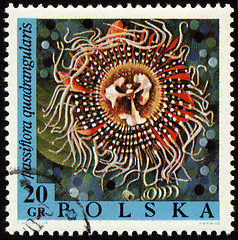 Image showing Passion flower on post stamp