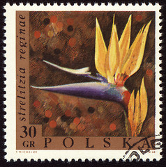 Image showing Strelitzia reginae on post stamp