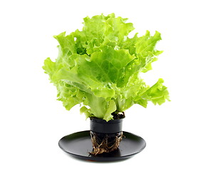 Image showing Green salad in a pot.