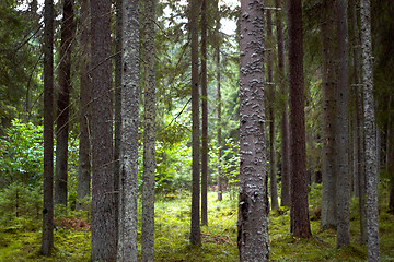 Image showing forest