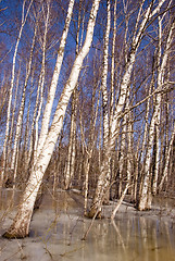 Image showing Background birch tree forest snow defrost spring 