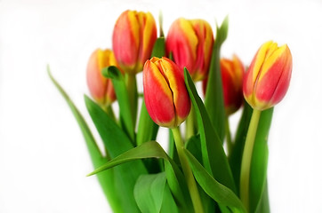 Image showing Bunch of tulips