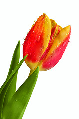Image showing Fresh tulip