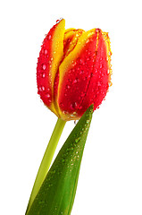 Image showing Wet tulip