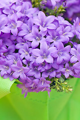 Image showing campanula blue a close up