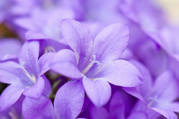 Image showing campanula blue a close up