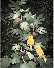 Image showing Illustration of canaries sitting on a fig tree. Greeting card with fig tree and canaries