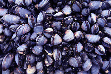 Image showing Blue Mussels