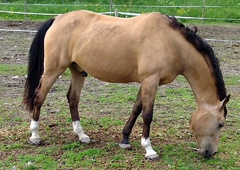 Image showing Horse