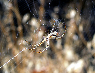 Image showing Sun-bathing Spider