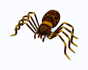 Image showing spider