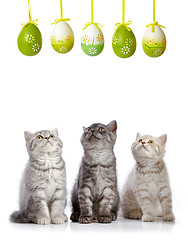 Image showing kittens and easter eggs