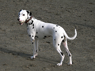 Image showing dalmatian dog