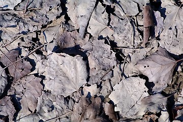 Image showing Dry leaves